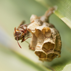 Ropalidia guttatipennis
