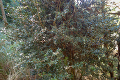 Ilex bioritsensis