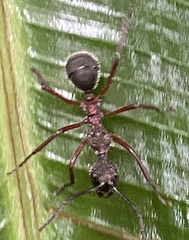 Dolichoderus attelaboides