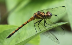 Dasythemis venosa