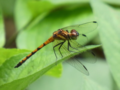 Dasythemis venosa