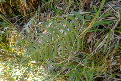 Athyrium oppositipennum