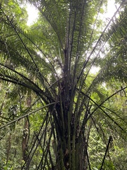 Cocoseae