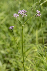 Valeriana transjenisensis