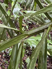Cocoseae