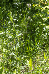 Valeriana transjenisensis