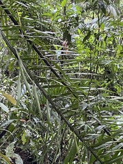 Cocoseae