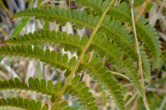Athyrium oppositipennum