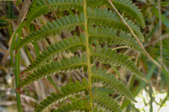 Athyrium oppositipennum