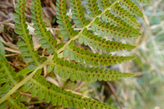 Athyrium oppositipennum