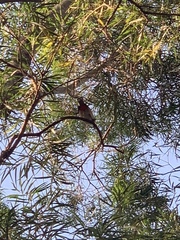 Pycnonotus