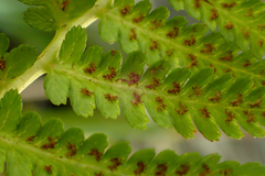 Athyrium oppositipennum