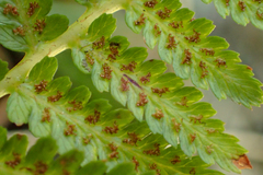 Athyrium oppositipennum