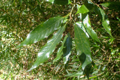Quercus stenophylloides