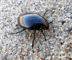 Hydrophilus aterrimus