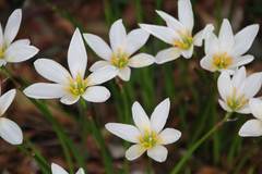 Zephyranthes candida