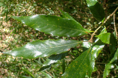 Quercus stenophylloides