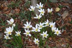Zephyranthes candida