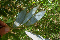 Quercus stenophylloides