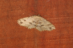 Melanolophia flexilinea