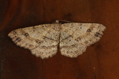 Melanolophia flexilinea