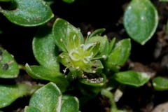 Arenaria reptans