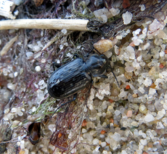 Blethisa multipunctata