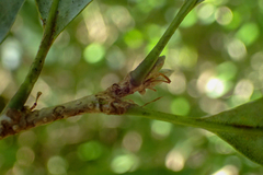 Quercus stenophylloides