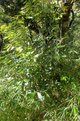 Quercus stenophylloides