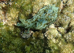 Aplysia sydneyensis image