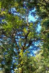 Quercus stenophylloides