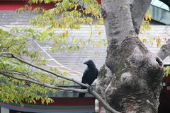 Corvus macrorhynchos