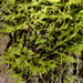 Metzgeria violacea - Photo (c) Stefan Gey,  זכויות יוצרים חלקיות (CC BY-NC), uploaded by Stefan Gey