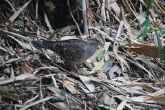 Streptopelia orientalis