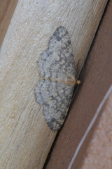 Melanolophia parma