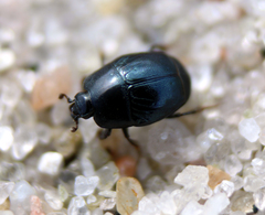 Hypocaccus rugifrons