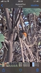 Erithacus rubecula
