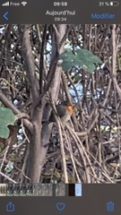 Erithacus rubecula