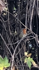 Erithacus rubecula