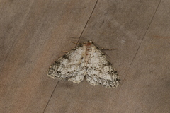 Paraphoides