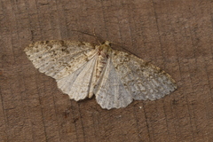 Paraphoides