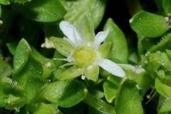 Arenaria reptans