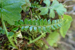 Polystichum stenophyllum