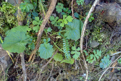 Polystichum stenophyllum