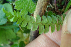 Polystichum stenophyllum