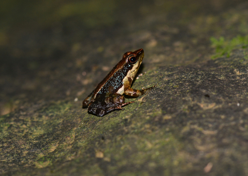Niluvase Dancing Frog, Micrixalus niluvasei