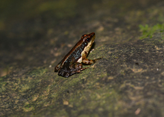 Micrixalus niluvasei