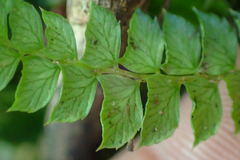 Polystichum stenophyllum
