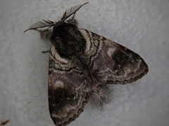 Shachia circumscripta