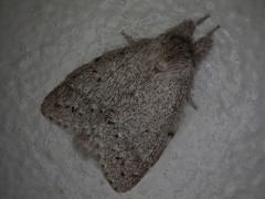 Cnethodonta grisescens